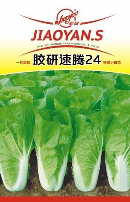 胶研速腾24（快菜）——速生小白菜